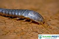 Sams Silverfish Control Brisbane image 2